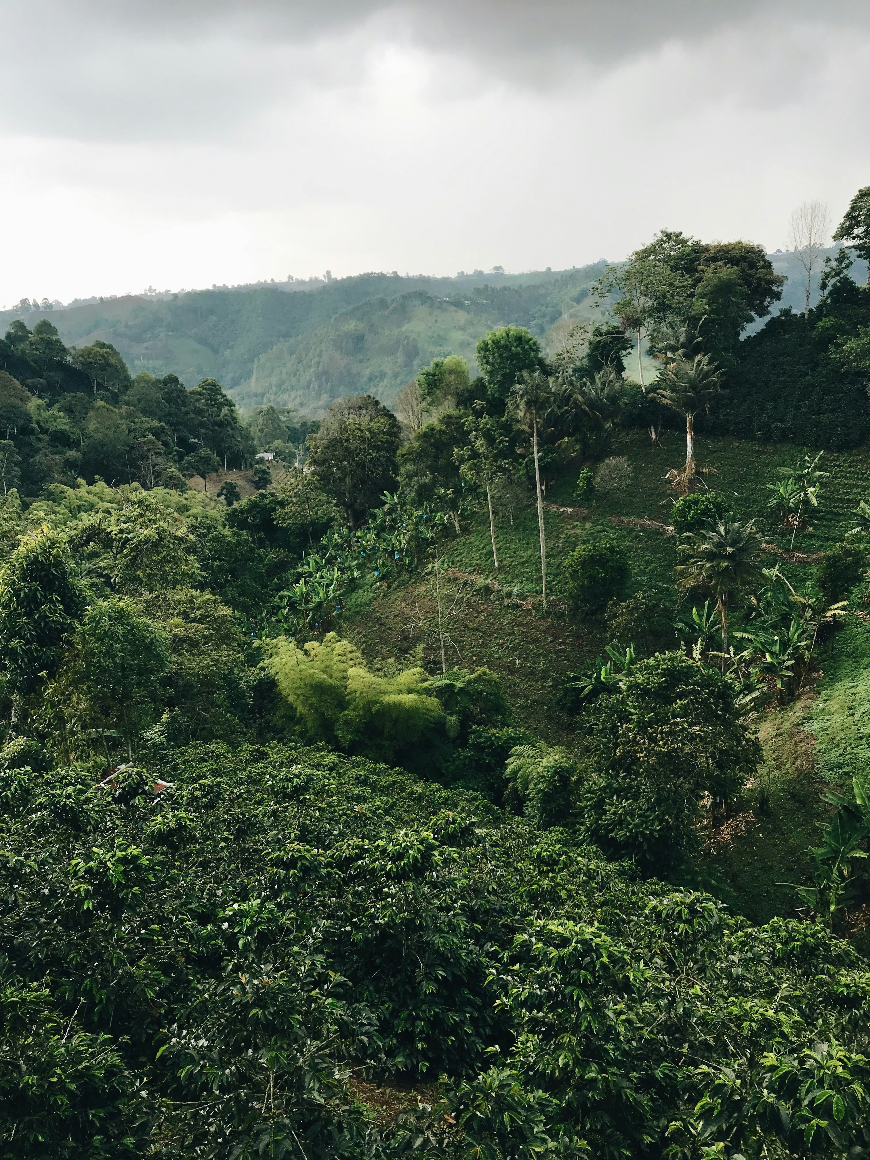 Gia Lai Coffee Growing Area